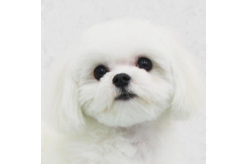 販売中のマルチーズの親犬