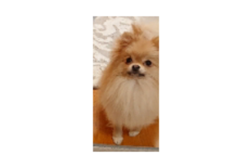 販売中のポメラニアンの親犬