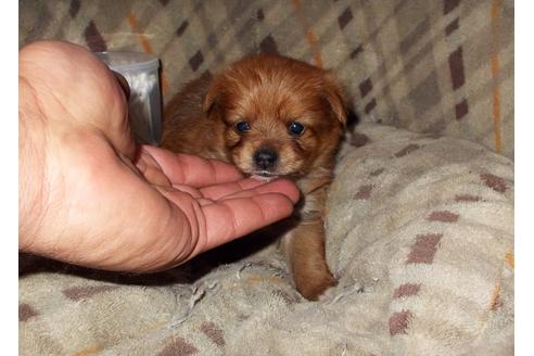兵庫県のミックス犬 女の子 12 12生まれ ヨーキー ポメの女の子 子犬id ブリーダーナビ