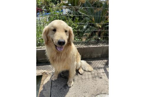 販売中のゴールデンレトリーバーの親犬