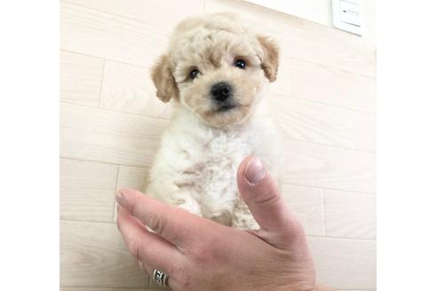 販売中のトイプードルの親犬
