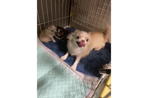 販売中のチワワ(ロングコート)の親犬