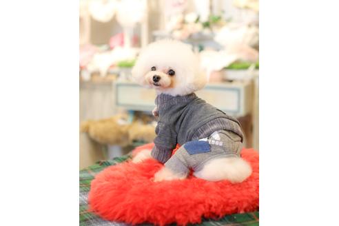 販売中のタイニープードルの親犬