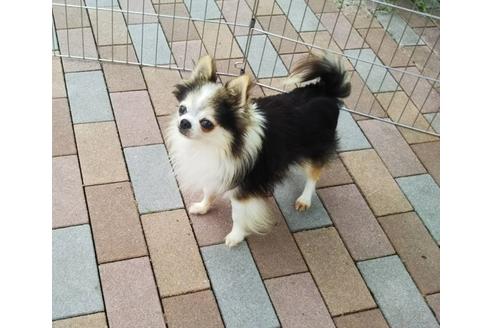 販売中のチワワ(ロングコート)の親犬