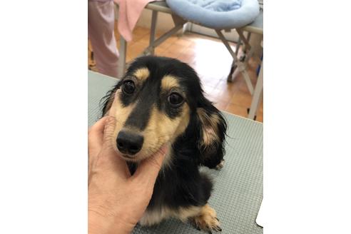 販売中のミニチュアダックスフンド(ロングヘアード)の親犬