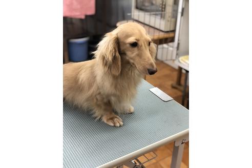 販売中のミニチュアダックスフンド(ロングヘアード)の親犬