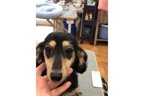 販売中のミニチュアダックスフンド(ロングヘアード)の親犬