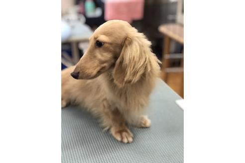販売中のミニチュアダックスフンド(ロングヘアード)の親犬
