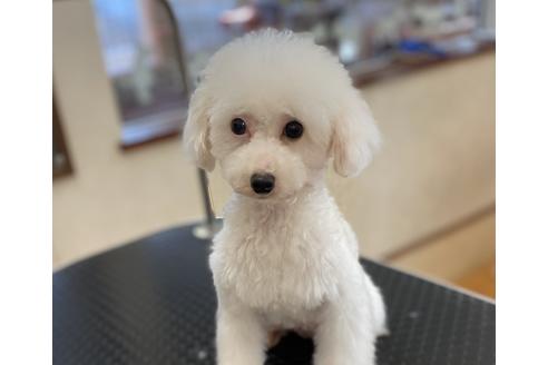 販売中のタイニープードルの親犬