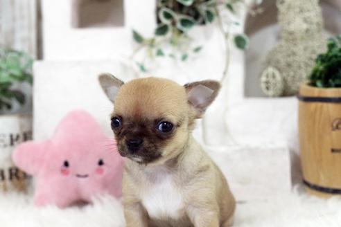 成約済の佐賀県のチワワ(スムースコート)-118998の5枚目