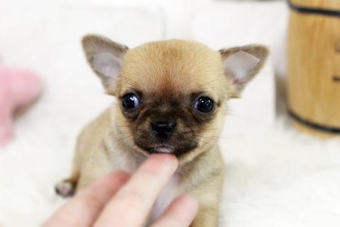 成約済の佐賀県のチワワ(スムースコート)-118998の4枚目