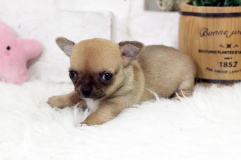 成約済の佐賀県のチワワ(スムースコート)-118998の3枚目