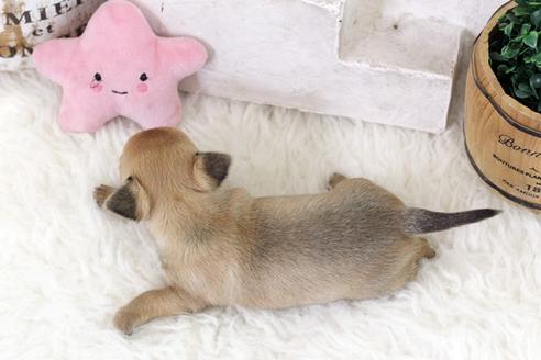 成約済の佐賀県のチワワ(スムースコート)-118998の2枚目