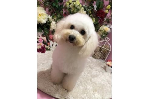 販売中のトイプードルの親犬