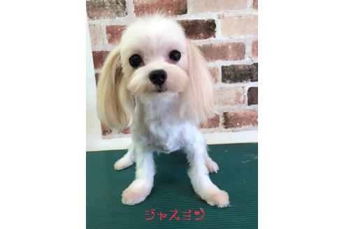販売中のマルチーズの親犬
