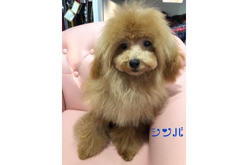 販売中のトイプードルの親犬