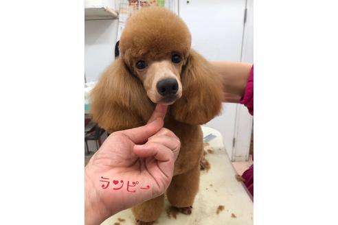 販売中のトイプードルの親犬