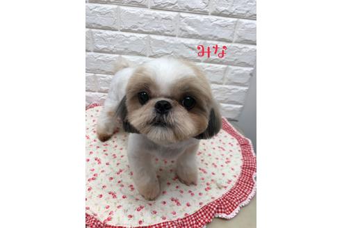 販売中のシーズーの親犬