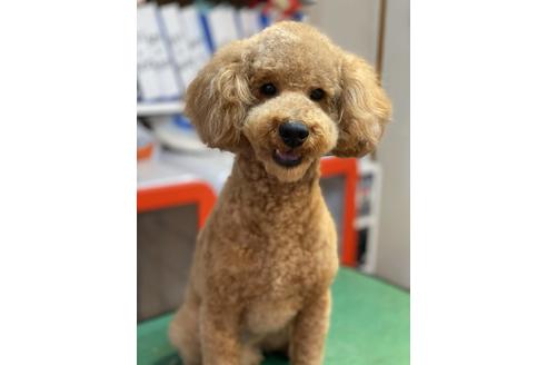 販売中のトイプードルの親犬