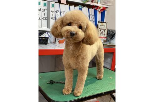 販売中のトイプードルの親犬