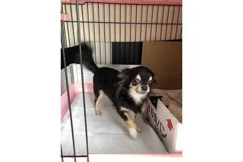 販売中のチワワ(ロングコート)の親犬