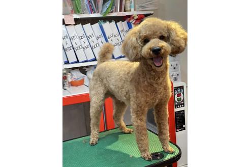 販売中のトイプードルの親犬