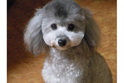 販売中のトイプードルの親犬