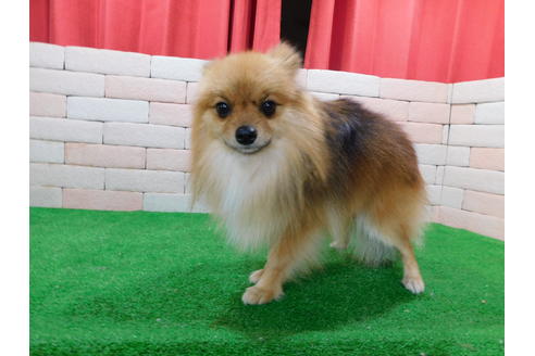 販売中のポメラニアンの親犬