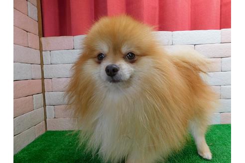 販売中のポメラニアンの親犬