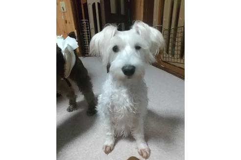 販売中のミニチュアシュナウザーの親犬