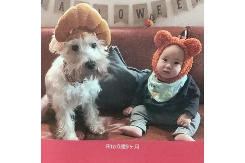販売中のミニチュアシュナウザーの親犬