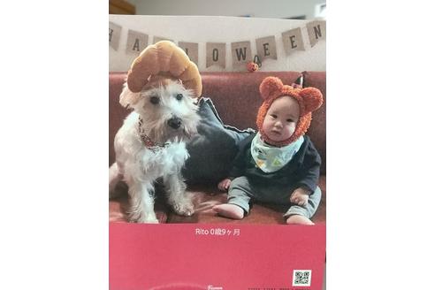 販売中のミニチュアシュナウザーの親犬