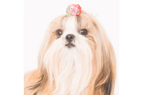 販売中のシーズーの親犬