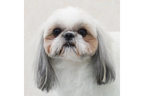 販売中のシーズーの親犬