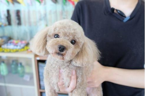 販売中のトイプードルの親犬