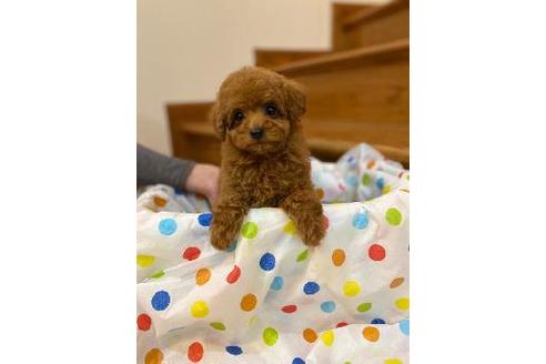 千葉県でティーカッププードルの子犬を探す ブリーダーナビ