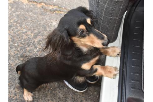 販売中のミニチュアダックスフンド(ロングヘアード)の親犬