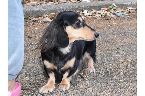 販売中のミニチュアダックスフンド(ロングヘアード)の親犬