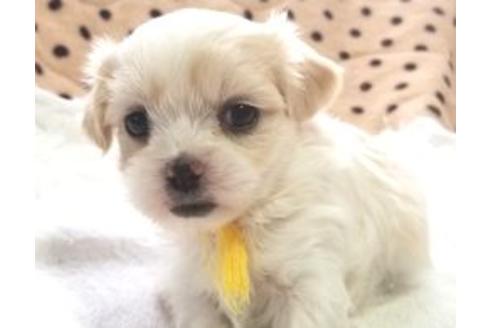 東京都のミックス犬 女の子 12 08生まれ 毛色はお問い合わせください 子犬id ブリーダーナビ