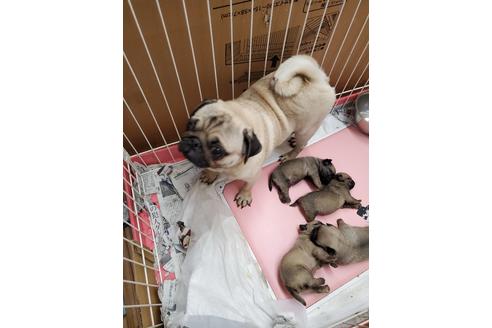 販売中のパグの親犬