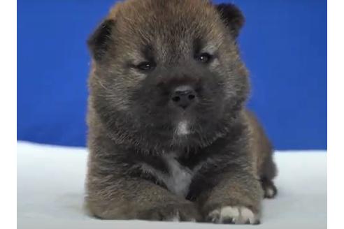 柴犬の子犬を探す ブリーダーナビ
