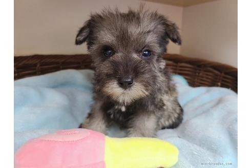 千葉県でミニチュアシュナウザーの子犬を探す ブリーダーナビ