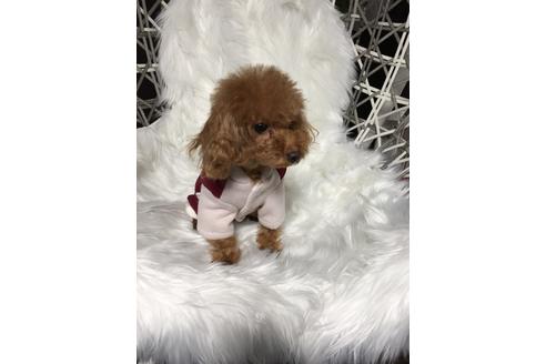 販売中のティーカッププードルの親犬