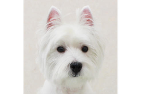 販売中のウエストハイランドホワイトテリア(ウエスティ)の親犬