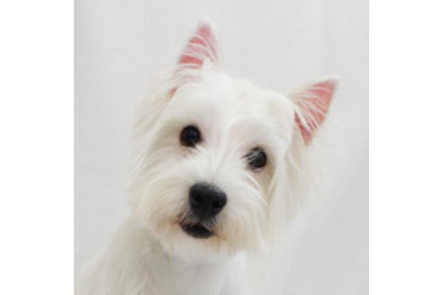 販売中のウエストハイランドホワイトテリア(ウエスティ)の親犬