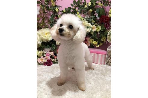 販売中のタイニープードルの親犬