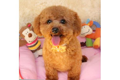 販売中のトイプードルの親犬