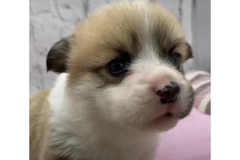 栃木県でウェルシュコーギーペンブロークの子犬を探す ブリーダーナビ