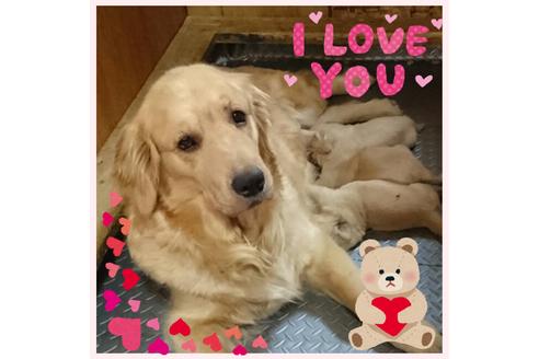 販売中のゴールデンレトリーバーの親犬