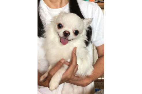 販売中のチワワ(ロングコート)の親犬